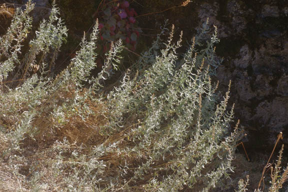 Artemisia ludoviciana ssp. Candicans